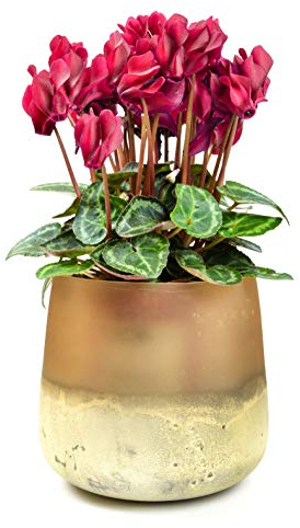 Sendez Blumenvase Barbara Tischvase Glasvase Dekovase Vase Blumentopf Pflanztopf (Orange)