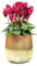 Sendez Blumenvase Barbara Tischvase Glasvase Dekovase Vase Blumentopf Pflanztopf (Orange)