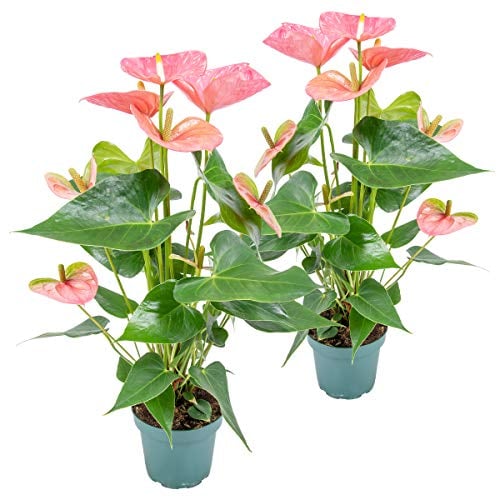 Bloomique - 2er Set - Anthurium Andreanum - Rosa - Flamingoblume - Blühende Zimmerpflanzen - Pflegeleicht - Höhe 30-40 cm - Topf 12 cm