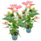 Bloomique - 2er Set - Anthurium Andreanum - Rosa - Flamingoblume - Blühende Zimmerpflanzen - Pflegeleicht - Höhe 30-40 cm - Topf 12 cm