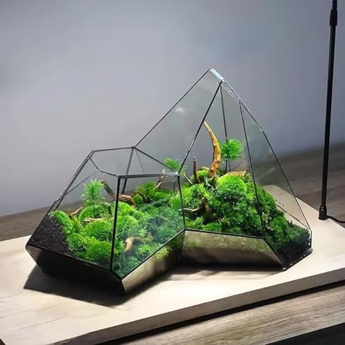 AVCULT Glas Geometrisches Terrarium, 31 * 18 * 22cm Kleines Geometrisches Terrarium Aus Glas Für Farn Moos Sukkulente Luft Pflanzenhalter Glas Display Pflanzgefäß (Ohne Pflanzen)