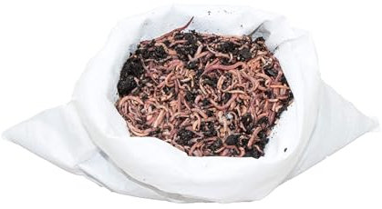SUPERWURM 1 kg Wurmmix (ca. 1100 St.) Riesen-Rotwürmer - Dendrobena, Angelwürmer, Futterwürmer, Regenwürmer, Würmer, Riesenrotwürmer, Angelköder, Lebendköder, Wurmfarm, Wurmzucht