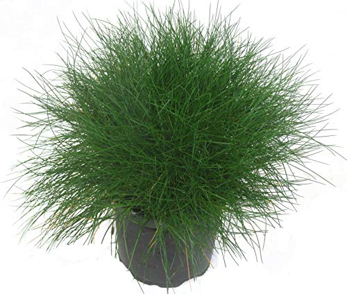 Festuca gautieri - Bärenfell-Schwingel - 11 cm Topf Ziergras - immergrün mehrjährig winterhart - Kübelpflanze oder Beet-Staude