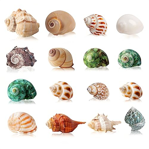 SKOOLOVE 16PCS Einsiedlerkrebse Gehäuse, Große Muscheln Deko Size 2.8-6cm, Muscheln Deko- Growth Turbo Meeresmuschel Aquarium Muscheln, Große Muscheln