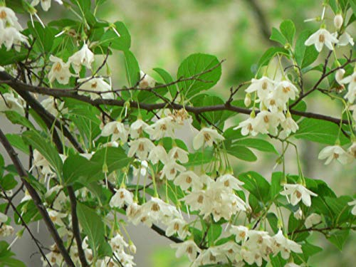 Green Future Pflanzenhandel Japanischer Storaxbaum Styrax japonicus Pflanze 15-20cm Schneeglöckchenbaum