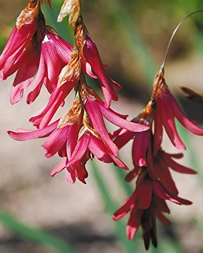 Perfect Plants Dierama Igneum - Angel’s Fishing Rod Plant in 7cm Pot - Stunning Coral-Pink Flowers, Hardy Perennial for Garden Borders & Containers