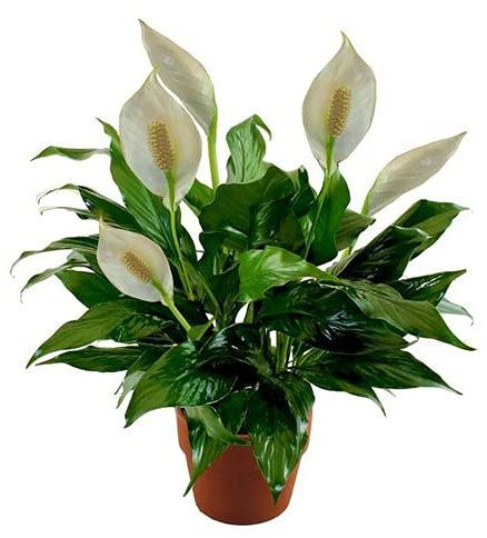 100 pezzi di Fiori Spathiphyllum Giglio della Pace