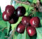 CILIEGIO SIMILE-PRUNUS AVIUM- 'DURONA' CON I FRUTTI GROSSI - albero da frutto da esterno pianta vera