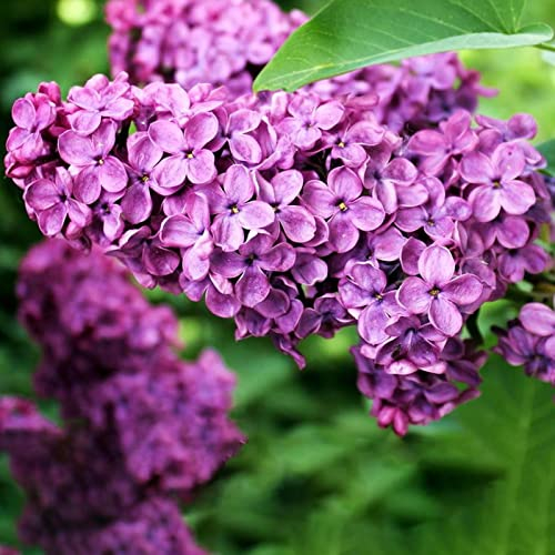 strimusimak 25Pcs Flieder samen Hardy mehrjährige Blume Lila Blüten blätter Schöne Blume Strauch Garten Pflanzen Samen für Garten Balkon Außen bepflanzung Syringa vulgaris Samen