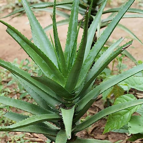 100 piezas semillas de plantas de aloe vera, mini plantas reales, plantas de interior suculentas plantas reales, plantas para exterior resistente, plantas de jardín resistente perenne