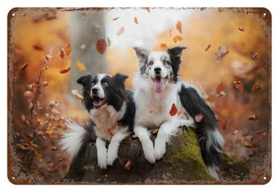 PGCKSK Metal Tin Sign,2 happy border collies,Tin Sign Vintage Bar Kitchen Garage Cave Home Wall Funny Decor Retro Tin Sign-20x30cm(8x12 inch N4