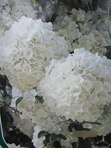 Viburnum macrocephalum Fortuna - Hortensien Schneeball Fortuna - 40-60cm