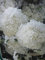 Viburnum macrocephalum Fortuna - Hortensien Schneeball Fortuna - 40-60cm