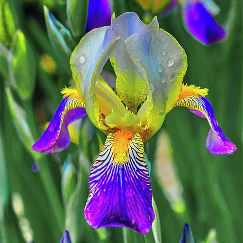 Iriszwiebeln, Blumenzwiebeln Garten, Balkon,Winterhart Mehrjährig,Stauden,Winterhart,Gartenblumen, Bartiris,Eleganz,Iris,Schwertlilien-10zwiebeln-E