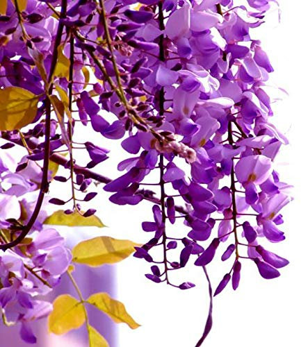 30 semillas de flores de glicina para el hogar, jardín, plantas trepadoras perennes adorno para mujeres, hombres, niños, principiantes, jardineros regalo