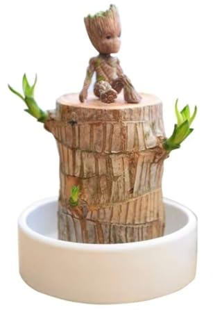 Plante de bois brésilien, plante de bois porte-bonheur, mini bois porte-bonheur du Brésil, plante de bureau d'intérieur, plantes de bureau à souche en pot(Brazilian Wood+Doll)