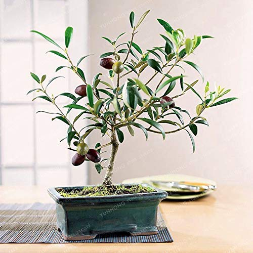 Bloom Green Co. Seltener Oliven-Bonsai (Olea europaea), Bonsai, frischer exotischer Bonsai-Baum, Mini-Olivenbaum, Oliven-Bonsai-Gartenzubehör, 10 Stück