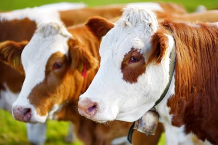 Acryl-Bild 80 x 50 cm: Kühe auf der Seiser Alm, der größten Hochalm Europas, im Hintergrund atemberaubende Felsberge. Provinz Südtirol in Italien, (76039284)