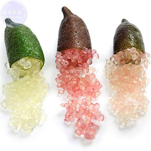 AMZT - Nuovo Finger misto Lime Green Rosso Rosa Frutta, Ice Finger frutta Lime seme raro impianto Casa Giardino Balcone Rosso 20 + Seeds