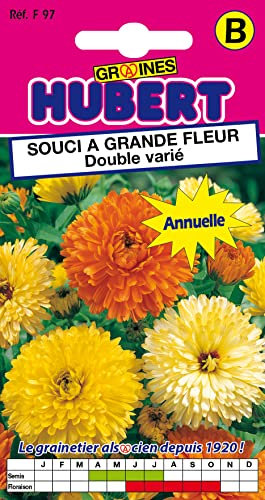 Graines de Souci à grande fleur double varié - 2 grammes