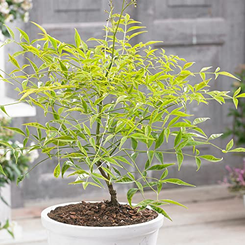 Nandina Brightlight | Heavenly Bamboo | Hardy Evergreen Perennial Garden Plant in 9cm Pot | Garden Ready Plants for Bedding and Borders