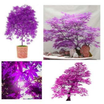10 Seeds Purple Japanese Ghost Maple Bonsai Acer Seeds Rare Unusual Stunning Garden Plant