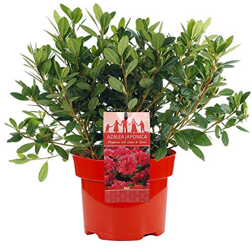 Azalea Japonica Red Plants - Evergreen Shrubs for Garden - Outdoor Plants for Year-Round Foliage & Summer Flowers - Hardy Flowering Shrubs Outdoor Garden Ready in Plant Pot