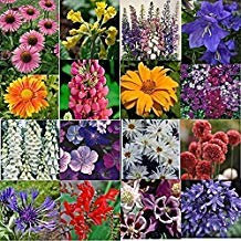 Park Farm Plants Hardy Perennial/Biennial Medium Plug Plants Collection 6 Plug Plants - Ready to Pot UP/Plant Out