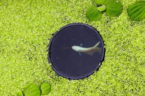 NatureHolic Pflanzenschwimm Portal Ring | Schwimmpflanzenring für Aquarium Pflanzen | Futterring für Fische | Schwimmender Fütterungsring