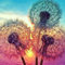 BLUEMEX Diamond Painting Bild, Pusteblumen, eckige Steinchen, ca. 50x50cm, 35 Farben, Vollbil
