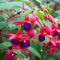 100 graines de fleurs de fuchsia violet rouge