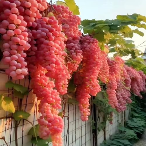 Kältebeständige süße Traubenwurzeln, Traubenknollen, kernlose Trauben, lebende Pflanzen, natürlich kältebeständige Trauben-1 Weinreben pflanzen-E