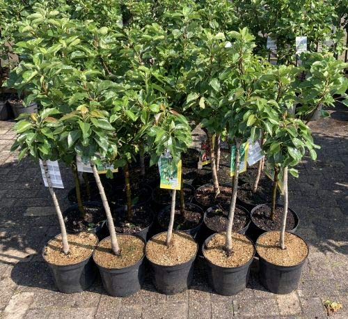 1 Apfelbaum Gala im Topf 100cm Terrassenobst obstbaum Apfel Malus domestica + Dünger für die Jahresdüngung