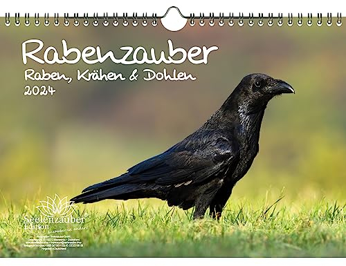 Rabenzauber Raben, Krähen und Dohlen DIN A4 Kalender Kalender für 2024 - Set Inhalt: 1x Kalender, 1x Weihnachts- und 1x Grußkarte (insgesamt 3 Teile)