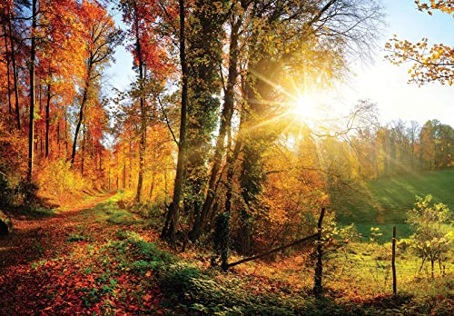 Forwall Fototapete Herbstwald Wiese Sonne Natur Bäume Landschaft Wohnzimmer Schlafzimmer Vlies Tapete Wandtapete UV-Beständig Montagefertig (12108, VEXL (208x146 cm) 2 Bahnen)