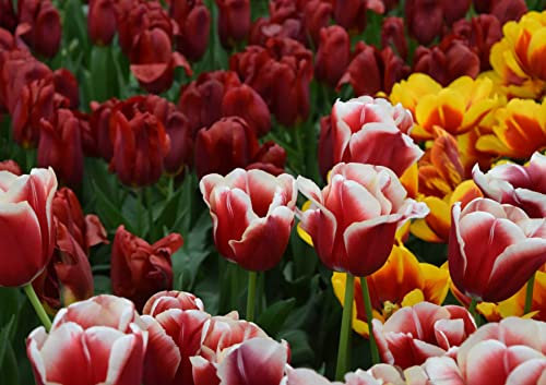 hansepuzzle 105221 - Tulpen Puzzle 130 Teile - Natur Motiv mit hochwertiger Aufbewahrung: Kartonbox und wiederverschließbarem Beutel - Format 28,7 × 20 cm