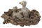 GREENADSCAPE 1stk Junge Adlerfiguren Adlernest Figur Tiermodell- Spielzeug Schmuck Kinder Spielset Adler-Modell-Spielzeug Adler Dekoration Adler-Statue Kleine Vogelfigur Tierspielzeug PVC