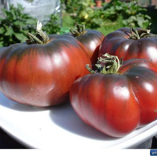 Tomate ''Noire de Crimee'' 25 x Graines 100% Naturelles sans Propagateurs Chimiques ni Génie Génétique - du Portugal