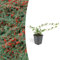 Green Bubble Trendyplants - Cotoneaster dammeri - Zwergmispel - 12 Stück - Winterhart - Höhe 15-25cm - Topfgröße Ø9cm