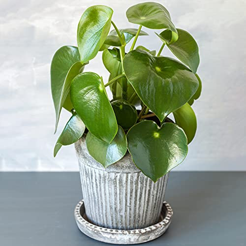 Peperomia Raindrop Pequeña | Peperomia Lágrima | Planta para Casa