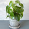 Peperomia Raindrop Pequeña | Peperomia Lágrima | Planta para Casa