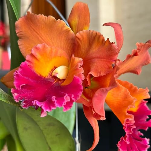 Cattleya orchideen 200samen gartenblumen | Leicht zu züchten