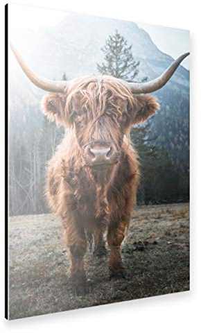 artboxONE Alu-Print 30x20 cm Highland Cow in Nature von Künstler Edition