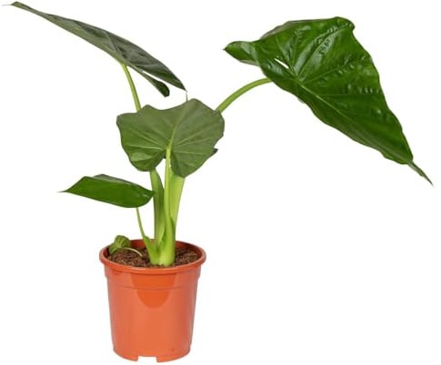 Alocasia 'Macrorrhiza', Topf-Ø 17 cm, Höhe ca. 50 cm