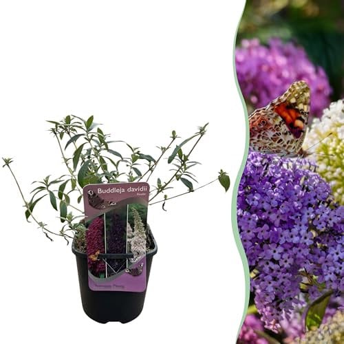 GreenboutiQ - Schmetterlingsflieder Winterhart - Buddleja davidii Tricolour - Blüten Rosa, Weiß und Lila - 1 Pflanze - Laubabwerfend - Schmetterlingsanziehend - Topf 17cm Höhe 30cm