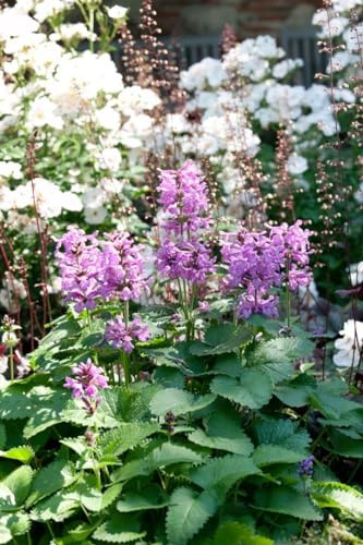 Katzenminze im Topf Nepeta racemosa winterhart Bodendecker duftend | Nepeta racemosa, blaue Blüten Juni bis August, graugrünes Laub, duftend, sonnig, Bodendecker, winterhart bis -20 °C