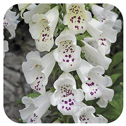 Foxglove Digitalis 'Dalmatian White' x 6 Large Perennial Cottage Garden/Woodland Border Plug Plants