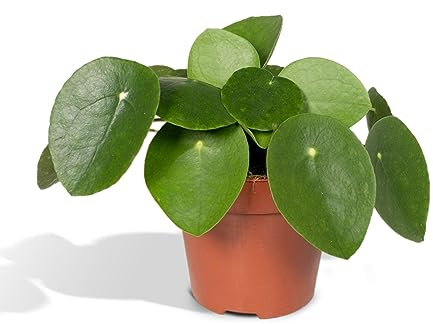 La Green Touch Pilea Peperomiodes Höhe 20,0 cm – Zimmerpflanze – Topf 12 cm, Höhe 20 cm