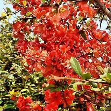 Japanische Quitte Chaenomeles japonica - 20+ SEEDS