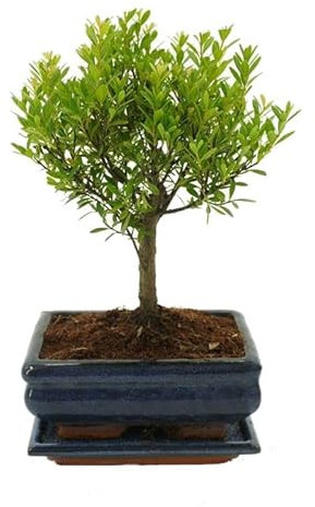Bonsái Syzigium Buxifolium Natural Árbol Fácil de Mantener
